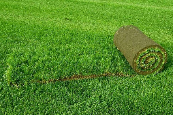 Газон под ключ в Краснодаре