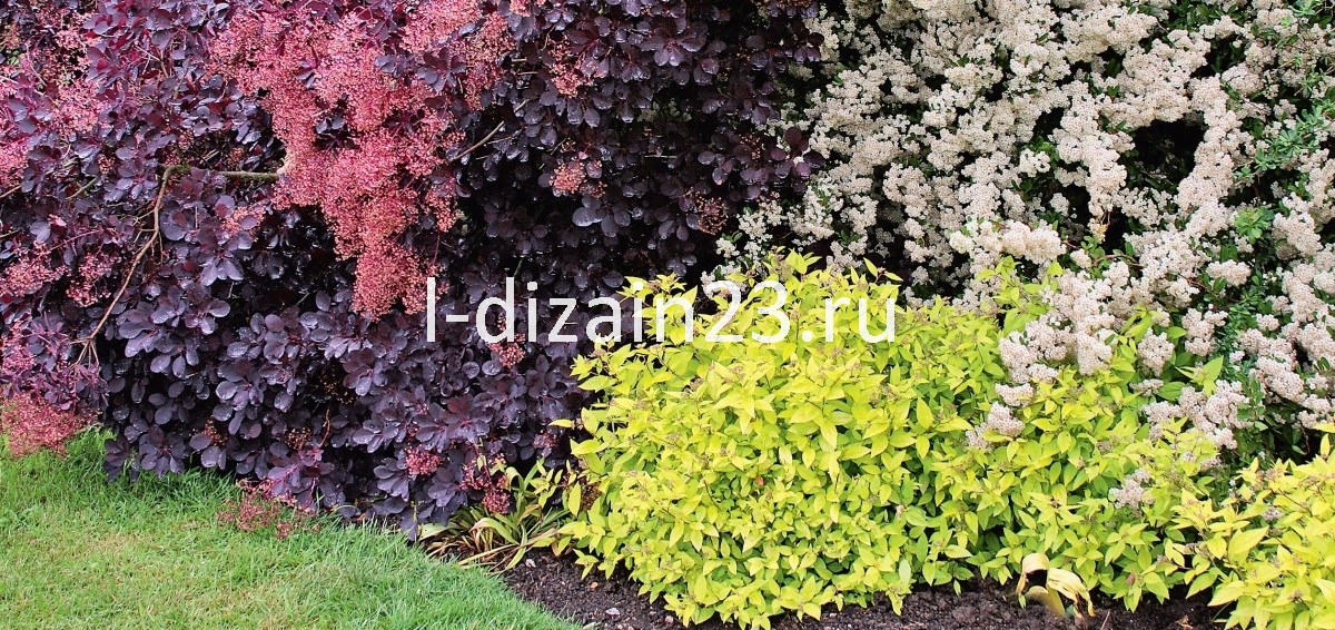 Декоративные кустарники