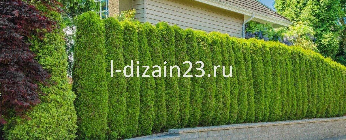 Создание живой изгороди